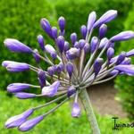 Agapanthus 'Black Night' - Afrikaanse lelie