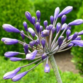 Agapanthus 'Black Night'