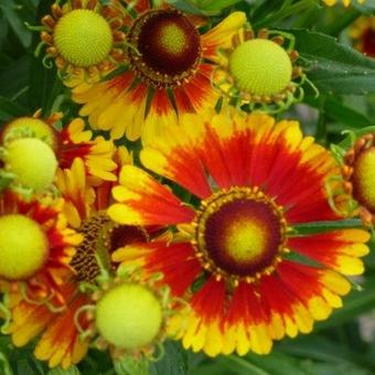 Helenium 'Rotgold'