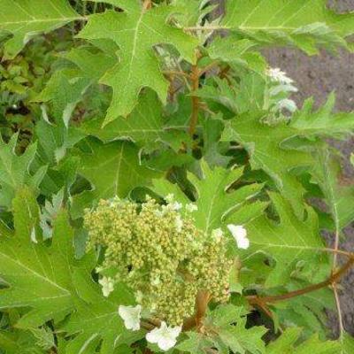 Eikenbladhortensia - Hydrangea quercifolia 'Ice Crystal'