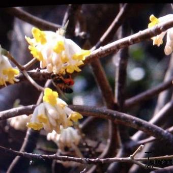 Edgeworthia chrysantha