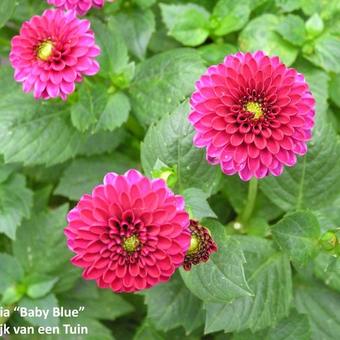 Dahlia 'Baby Blue'