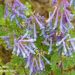 Corydalis elata - Helmbloem - Corydalis elata