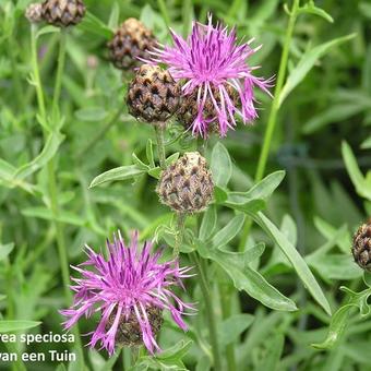 Centaurea speciosa