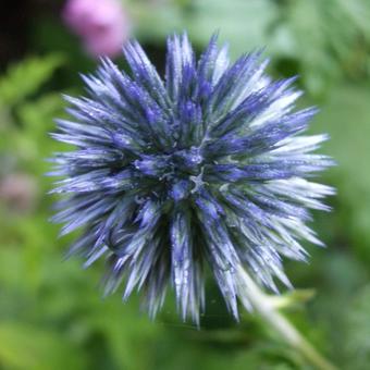 Echinops ritro