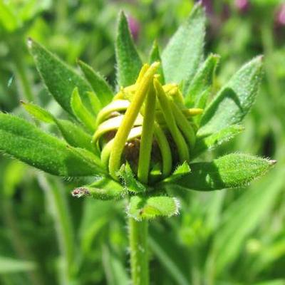 Zonnehoed - Rudbeckia subtomentosa