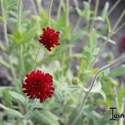 Knautia macedonica 'Red Knight' - Beemdkroon, Weduwebloem