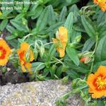 Helianthemum 'Ben Heckla' - Zonneroosje