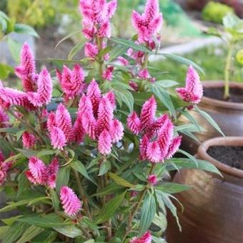 Celosia 'Intenz'