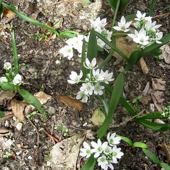 Ornithogalum balansae