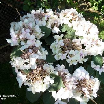 Hydrangea macrophylla 'Love You Kiss