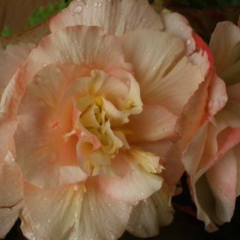 Begonia odorata 'Splendide Apricot'