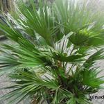 Chamaerops humilis var. volcano - Europese dwergpalm