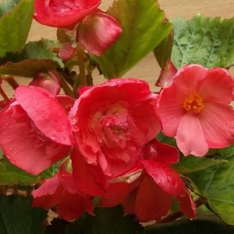 Begonia odorata 'Pink Delight'