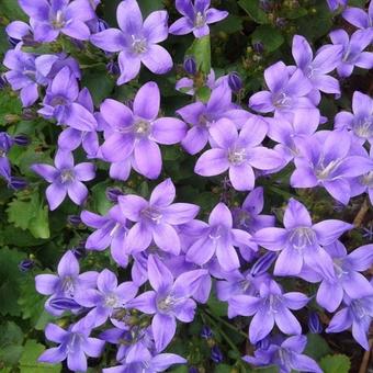 Campanula portenschlagiana