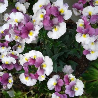 Nemesia strumosa