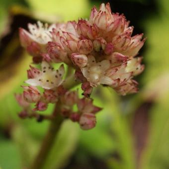 Rodgersia pinnata