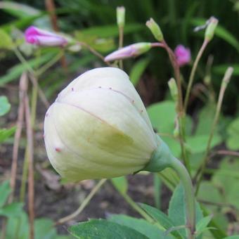 Platycodon grandiflorus 'Astra White'