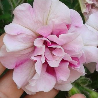 Petunia Tumbelina 'Cherry Ripple'