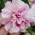 Petunia Tumbelina 'Cherry Ripple'