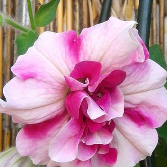 Petunia Tumbelina 'Cherry Ripple'