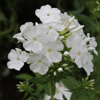 Phlox paniculata 'Fujiyama'