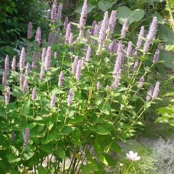 Agastache 'Blue Fortune'