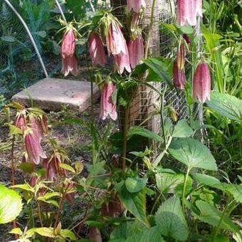 Campanula takesimana