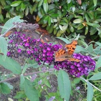 Buddleja davidii