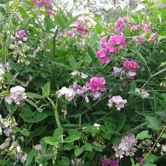 Lathyrus latifolius