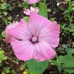 Lavatera trimestris - Bekermalva / Grootbloemige Lavatera