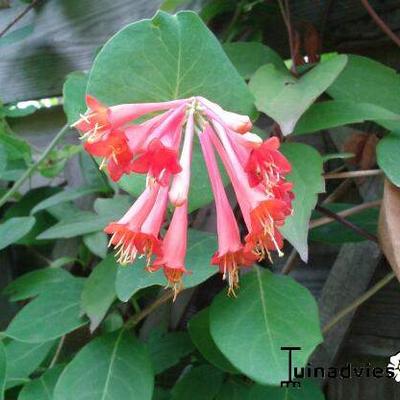 Lonicera x brownii 'Dropmore Scarlet' - Kamperfoelie