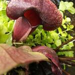 Sarracenia flava - Gele trompetbekerplant, vleesetende plant