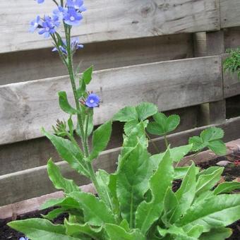 Anchusa azurea 'Loddon Royalist'