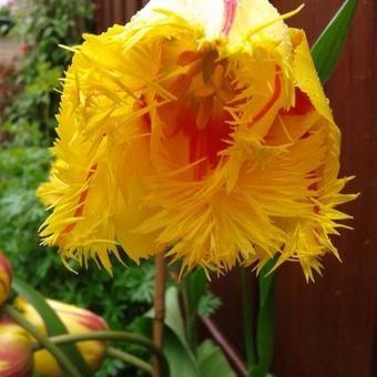 Tulipa 'Texas Flame'