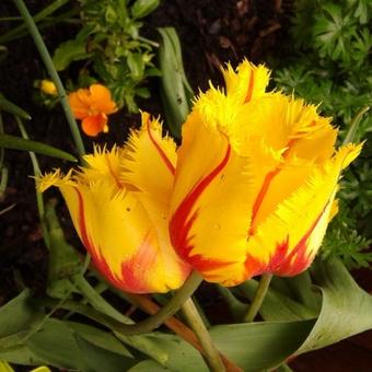 Tulipa 'Texas Flame'