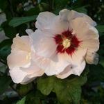 Hibiscus syriacus ’Red heart’ - Altheastruik - Hibiscus syriacus ’Red heart’