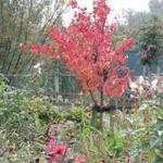 Cornus officinalis ´Robins Pride´ - Japanse kornoelje, Gele kornoelje