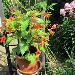 Begonia 'Sparkle Salmon' - Begonia