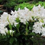 Rhododendron impeditum 'Album' - Rododendron, alpenroos