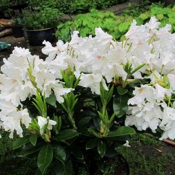 Rhododendron impeditum 'Album'