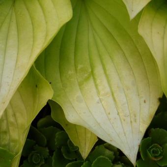 Hosta 'Boyz Toy'