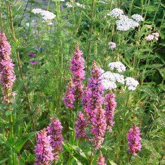 Lythrum salicaria 'Robert'