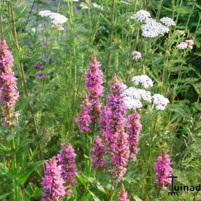 Kattenstaart - Lythrum salicaria 'Robert'