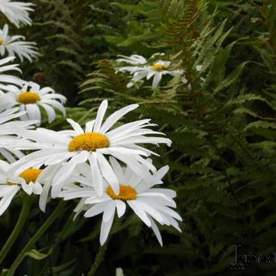 Margriet - Leucanthemum 'Polaris'