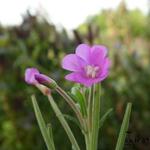 Epilobium hirsutum - Harig wilgenroosje