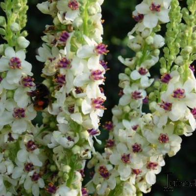 Verbascum chaixii 'Album' - Toorts