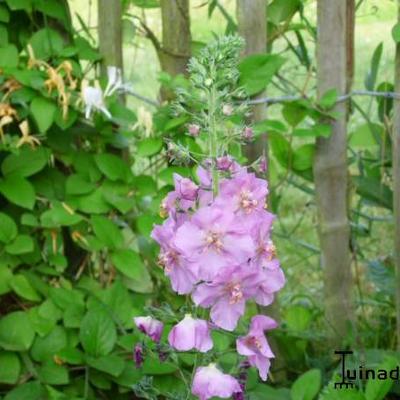 Paarse toorts - Verbascum phoeniceum