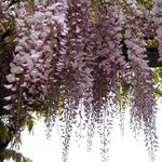 Wisteria floribunda 'Rosea' - Blauwe regen (roze)