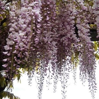 Wisteria floribunda 'Rosea'